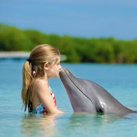 к чему снится плавать с дельфинами