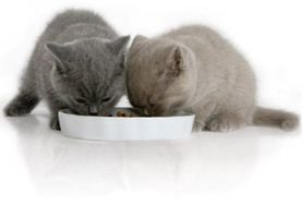 Чем кормить котёнка