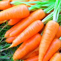 к чему снится морковь