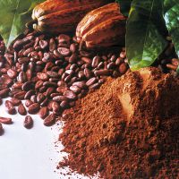 Какао-порошок польза и вред