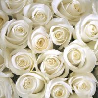 розы белые сон