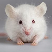к чему снится большая белая крыса