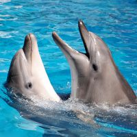 к чему снятся дельфины