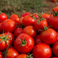 к чему снятся красные помидоры