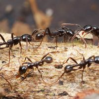 к чему снятся муравьи