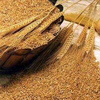 отруби пшеничные для похудения 