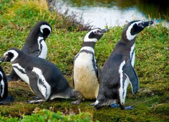 В Пунта-Аренас находятся крупнейшие колонии пингвинов