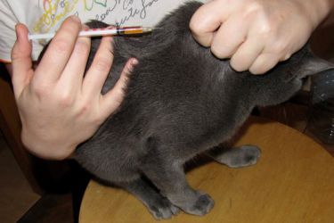 Как сделать укол кошке подкожно 3