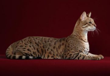 самые необычные породы кошек саванна