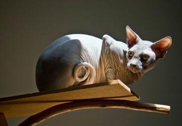 самые необычные породы кошек сфинкс