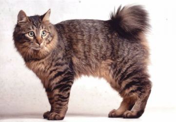 самые необычные породы кошек японский бобтейл