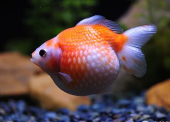 Золотая рыбка жемчужинка