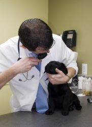Болезни глаз у собак лечение