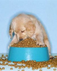Чем кормить щенка