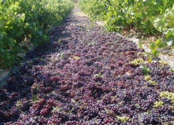 Винодельня Матиевичей - виноградник