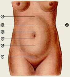 Высота дна матки при беременности