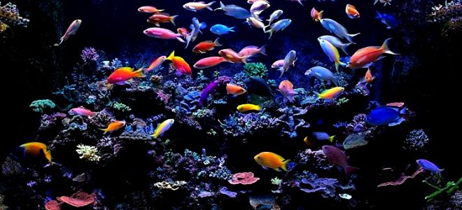 морские аквариумные рыбки