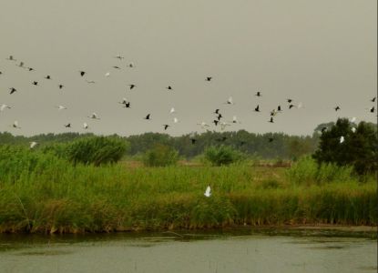 Стаи перелетных птиц в парке Сус-Масса
