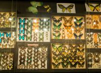 Коллекции бабочек со всего мира