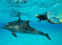 Namori Tours Sortie Dauphins - дельфинарий