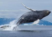 Купание китов в Гренландии