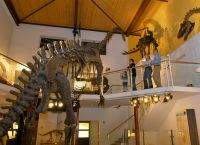 Музей динозавров Saurier Museum в Цюрихе