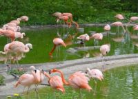 Фламинго в зоопарке Ольборга