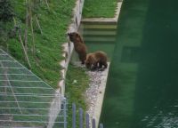 Медвежий парк в Берне