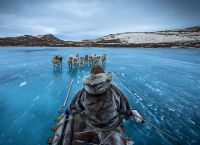 Собачьи упряжки в Гренландии