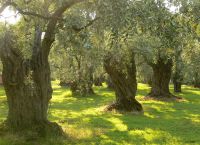 Оливковые сады