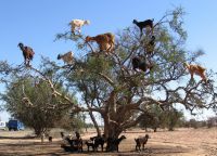 Древолазные козы Марокко