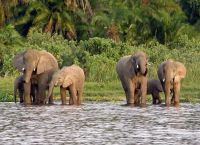 Слоны в одном из парков Мванзы