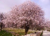 Миндальное дерево в цвету