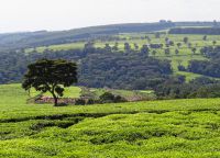 Чайные плантации в Керичо