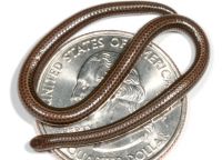 Самая маленькая змея в мире обитает на Барбадосе