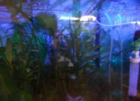 Ультрафиолетовая лампа для аквариума1
