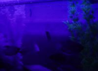 Светодиодная подсветка для аквариума своими руками37