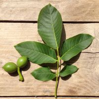 листья грецкого ореха полезные свойства и противопоказания