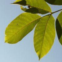 свойства листьев грецкого ореха