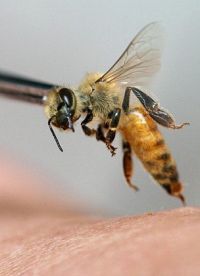 Метод основанной на укусах пчел