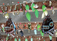 музей бабочек (марипасарио) - процесс появления бабочки
