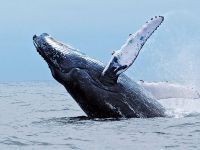 Горбатые киты в Пуэрто-Лопес