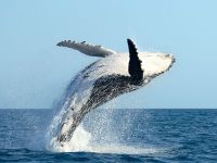 Горбатый кит у берегов Эквадора