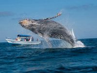 Наблюдение за горбатыми китами в Пуэрто-Лопес