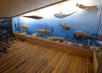 Рыбы в экспозиции музея
