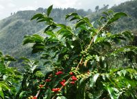Кофейное дерево, плоды которого используются при изготовлении кофе Блю-Маунтин