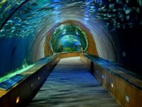 Подводный туннель под аквариумом