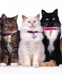 Популярные породы кошек