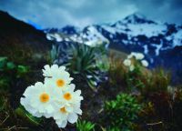 Альпийские лилии