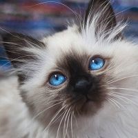 Бирманская кошка котенок.jpg